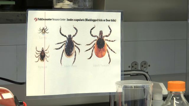 Lyme Disease Fight in New York