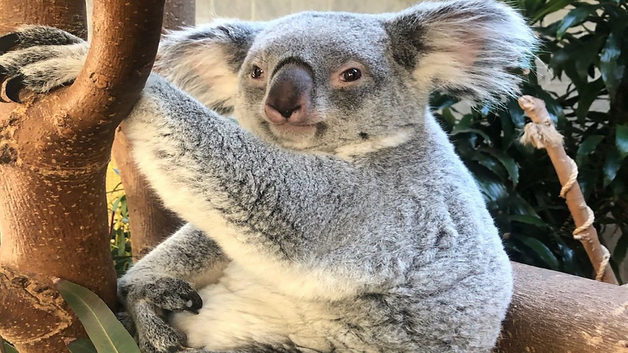 Katy, the mom koala. 