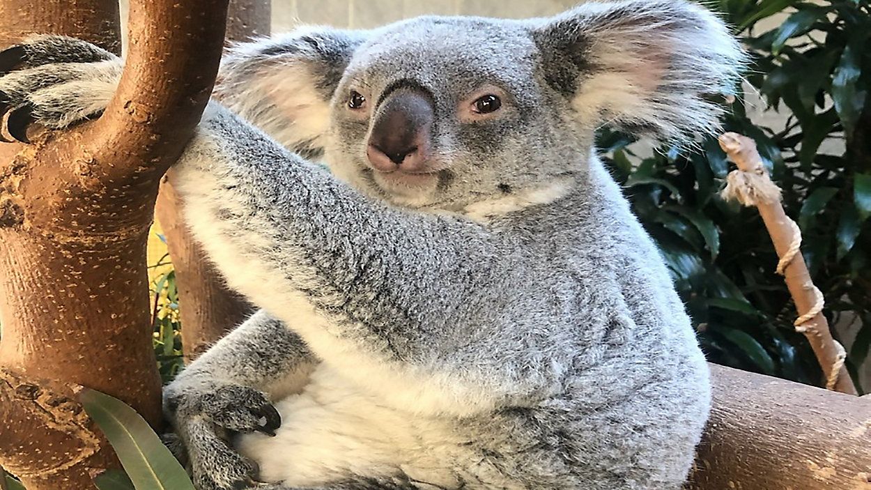 Columbus Zoo koala