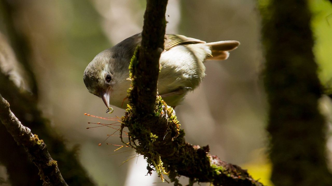 An akikiki. (Courtesy DLNR/Robby Kohley)