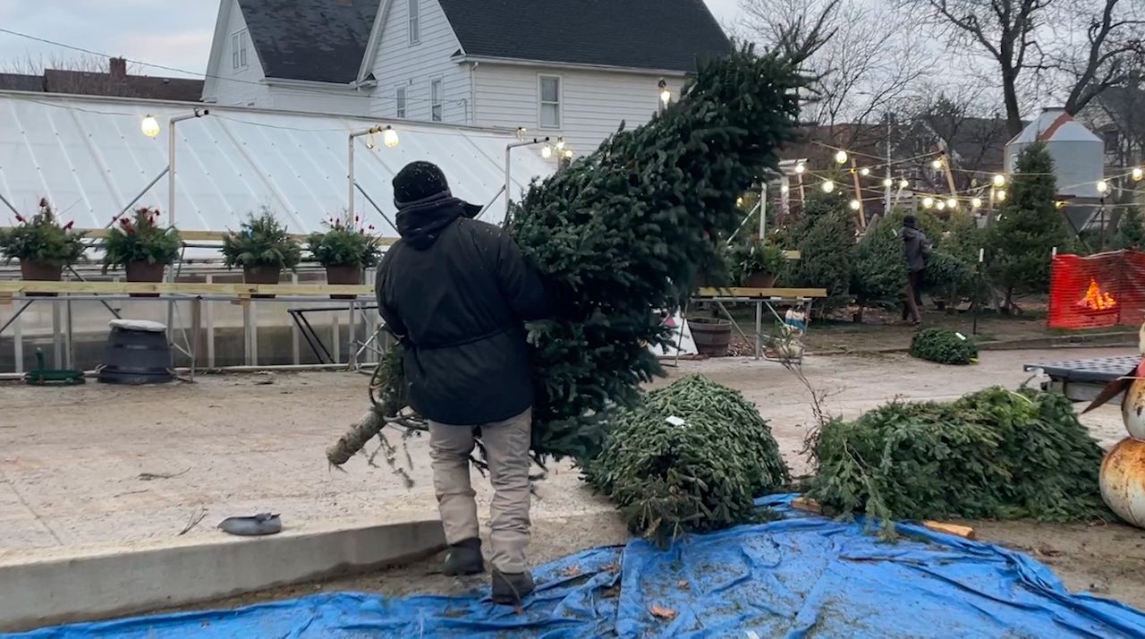 Milwaukee business aims to keep Christmas trees affordable