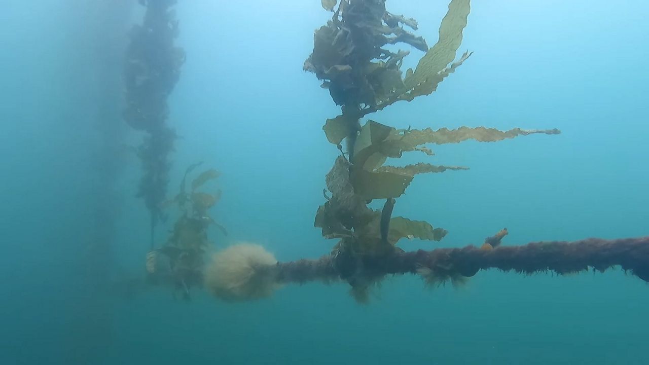 Nation's largest kelp farm could be built off Ventura coast