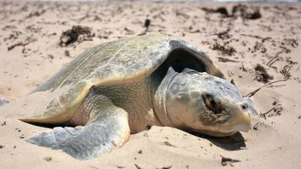 The Kemp’s ridley sea turtle nests during the day, park officials say, unlike other turtle species. (National Parks Service)