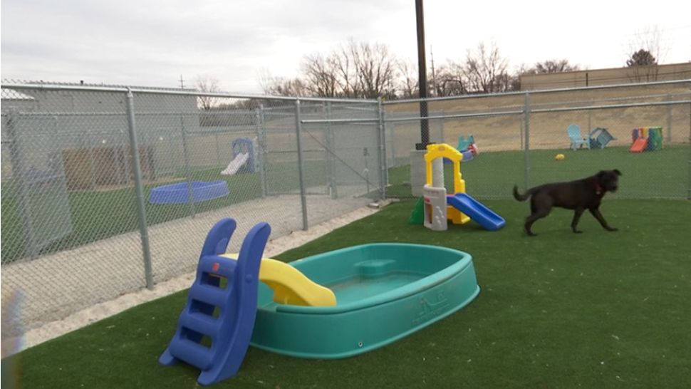 dog and slides