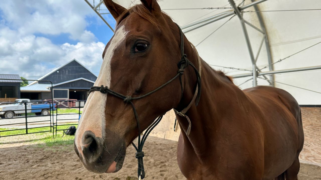 Giving Kentucky's horses their forever home