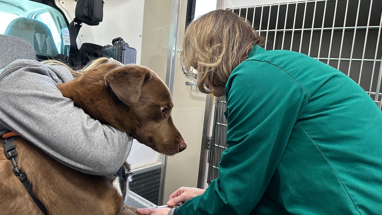 Kentucky Humane Society encourages adoption after years of over-capacity