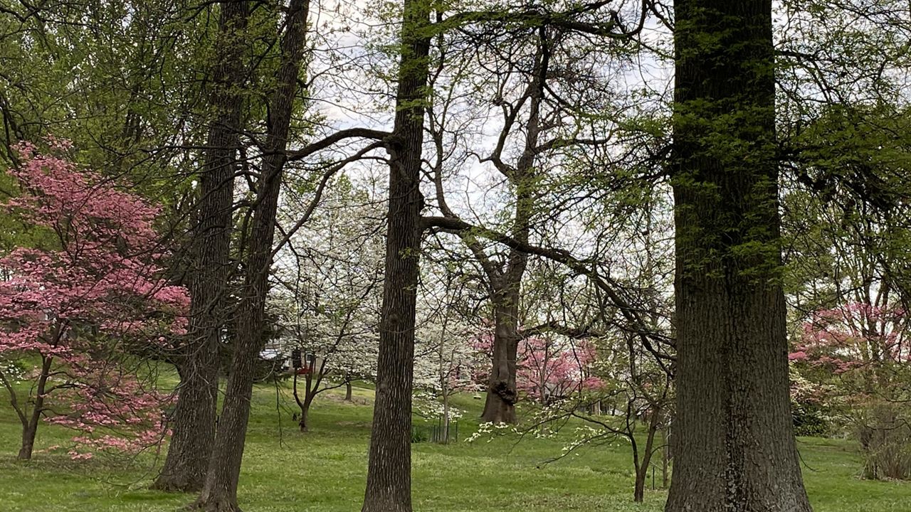 Leaves are coming out sooner this year in the south.