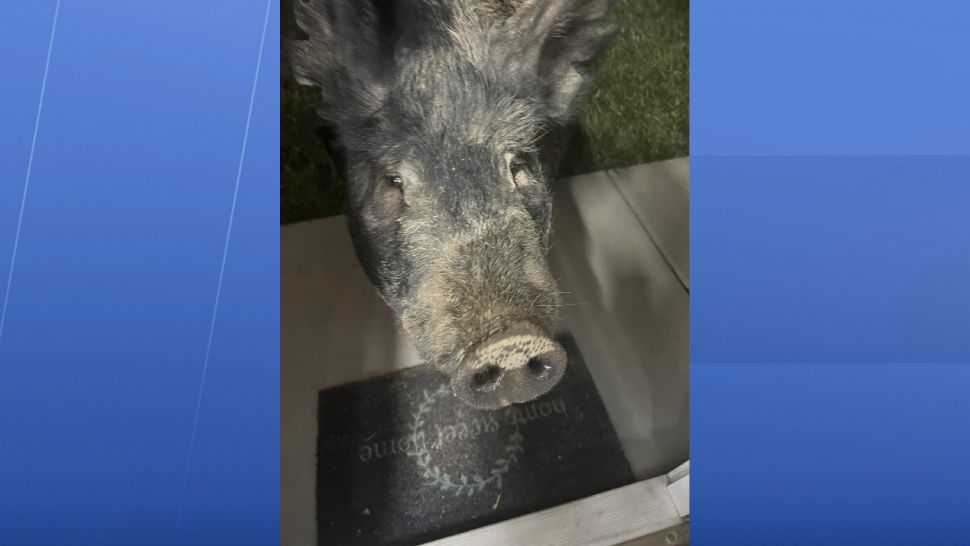 Wayward 450-pound pig named Kevin Bacon hams it up for home security camera