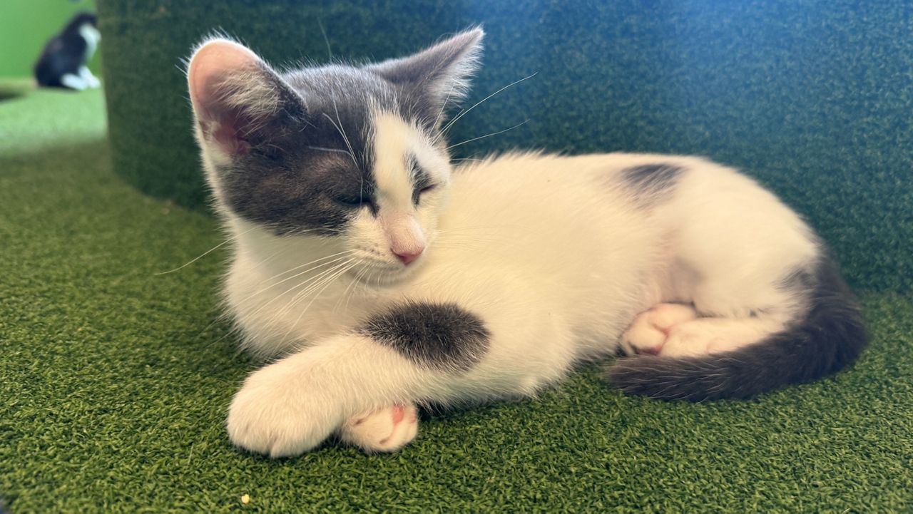 Over 50 kittens up for adoption on Saturday