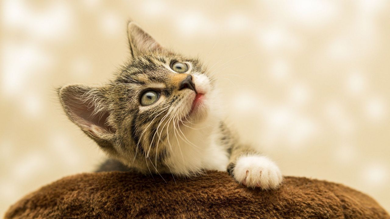 Stock image of a kitten. (Pixabay)