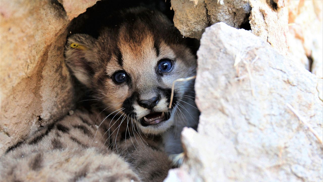This Aug. 2022 photo released by National Park Service, NPS, shows kitten P-112, estimated to be 34 days old, in a well-protected shelter in a rocky area of the western Santa Monica Mountains, Calif. (Jeff Sikich/National Park Service via AP)