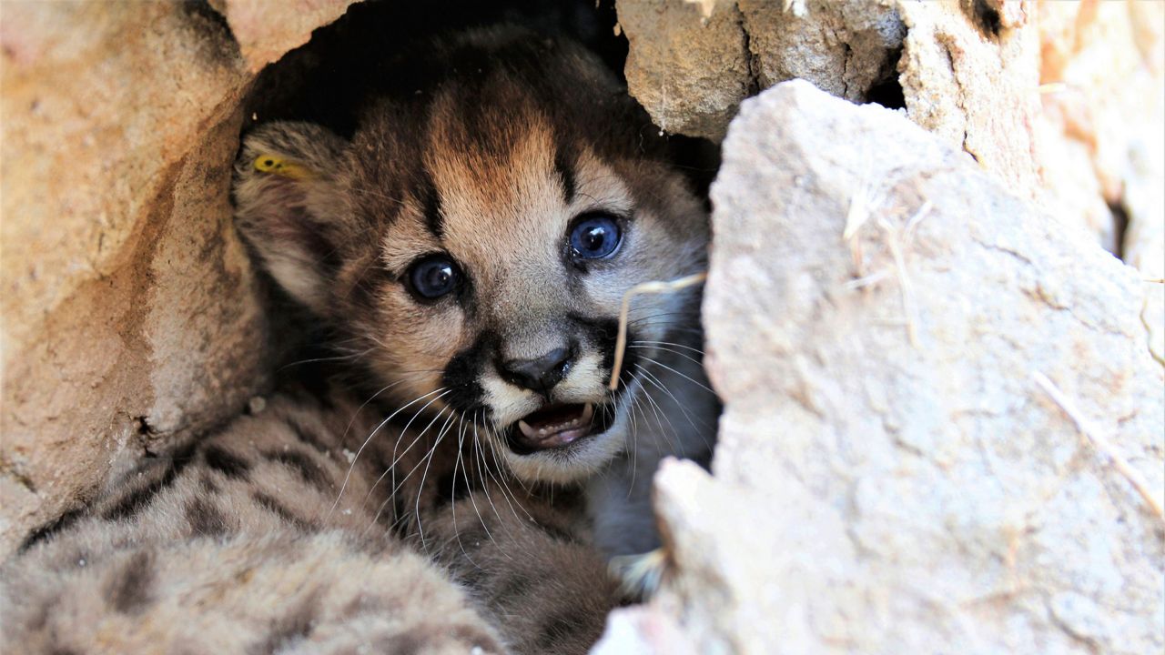 mountain lion animal