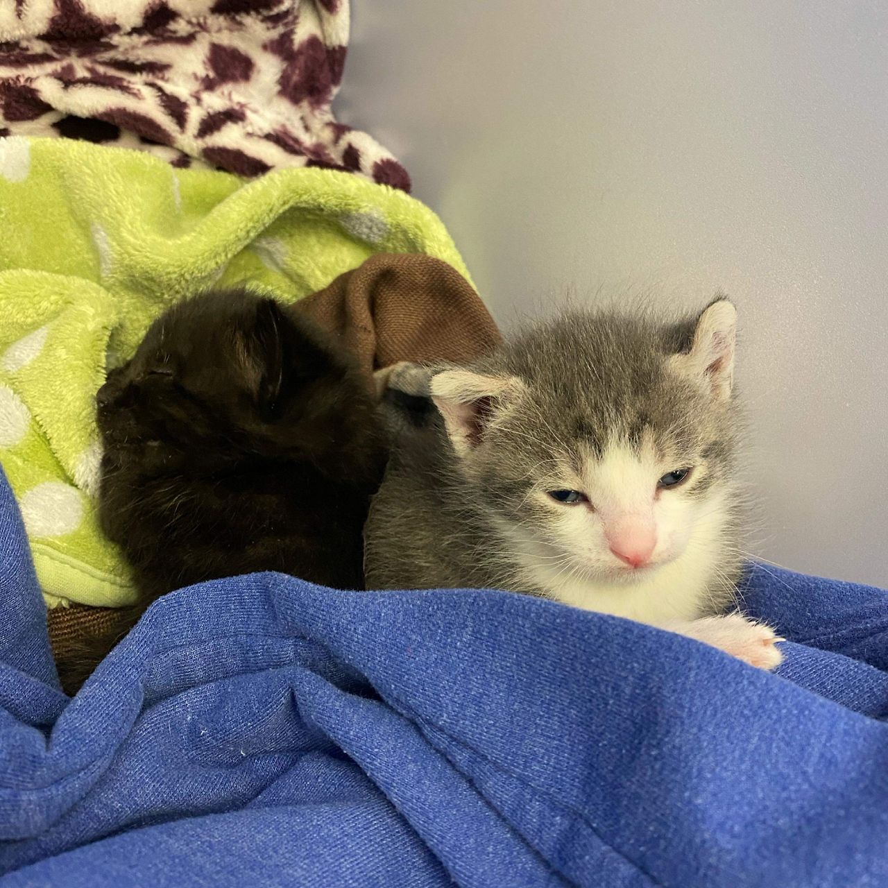 Chicopee-Rescuing-Kittens