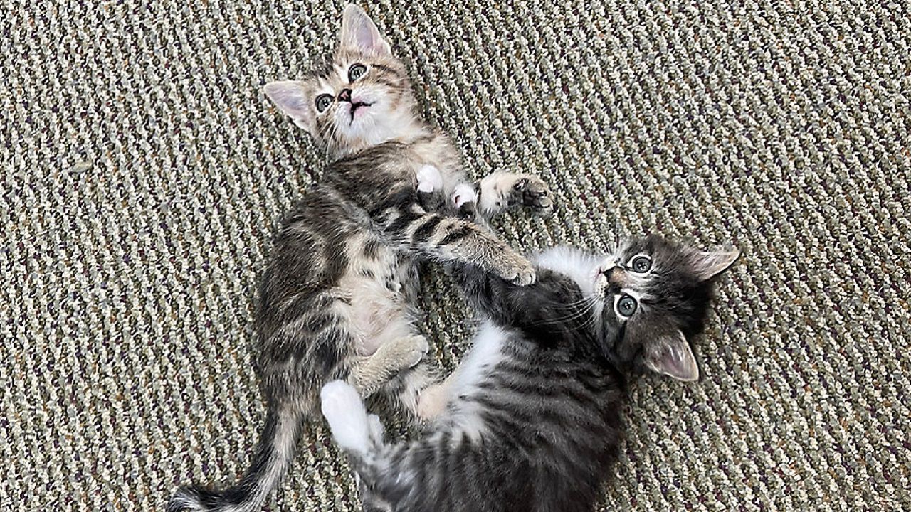 Kittens at SPCA of Wake County 