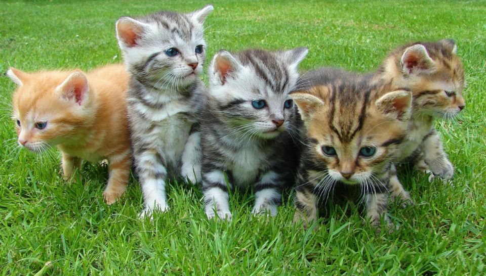 File photo of 5 kittens playing. 