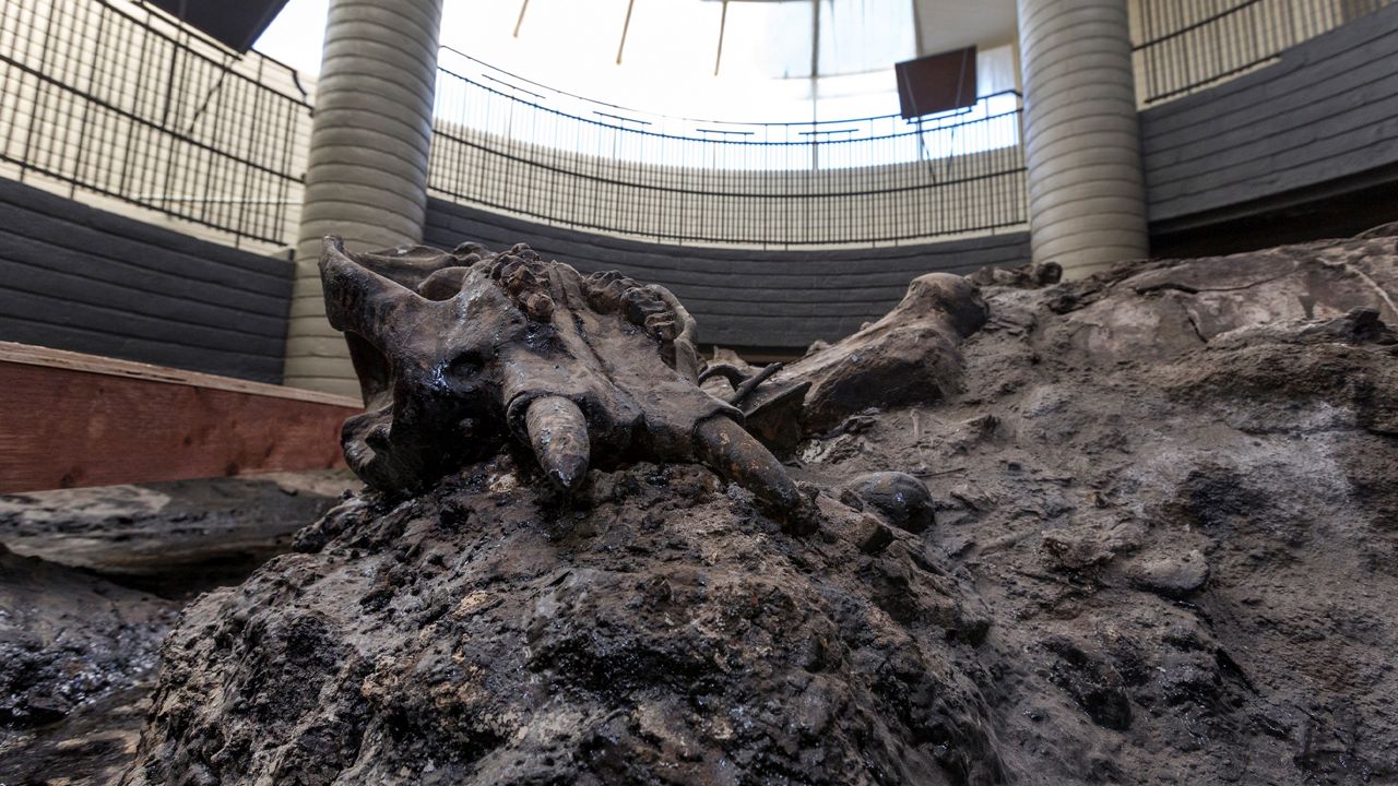A juvenile American mastodon skull lays on trapped on top in natural asphalt at the 1952 Observation Pit building at the Page Museum La Brea Tar Pits in Los Angeles Thursday, June 19, 2014. The public will once again get an up-close view of scientists uncovering the bones of saber-toothed cats, mastodons and mammoths in the heart of Los Angeles. (AP Photo/Damian Dovarganes)