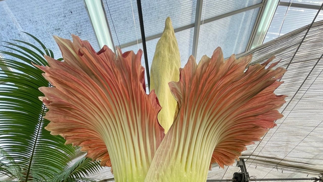 California State University, Long Beach's corpse flower has bloomed again. (California State University, Long Beach/Brian Thorson)