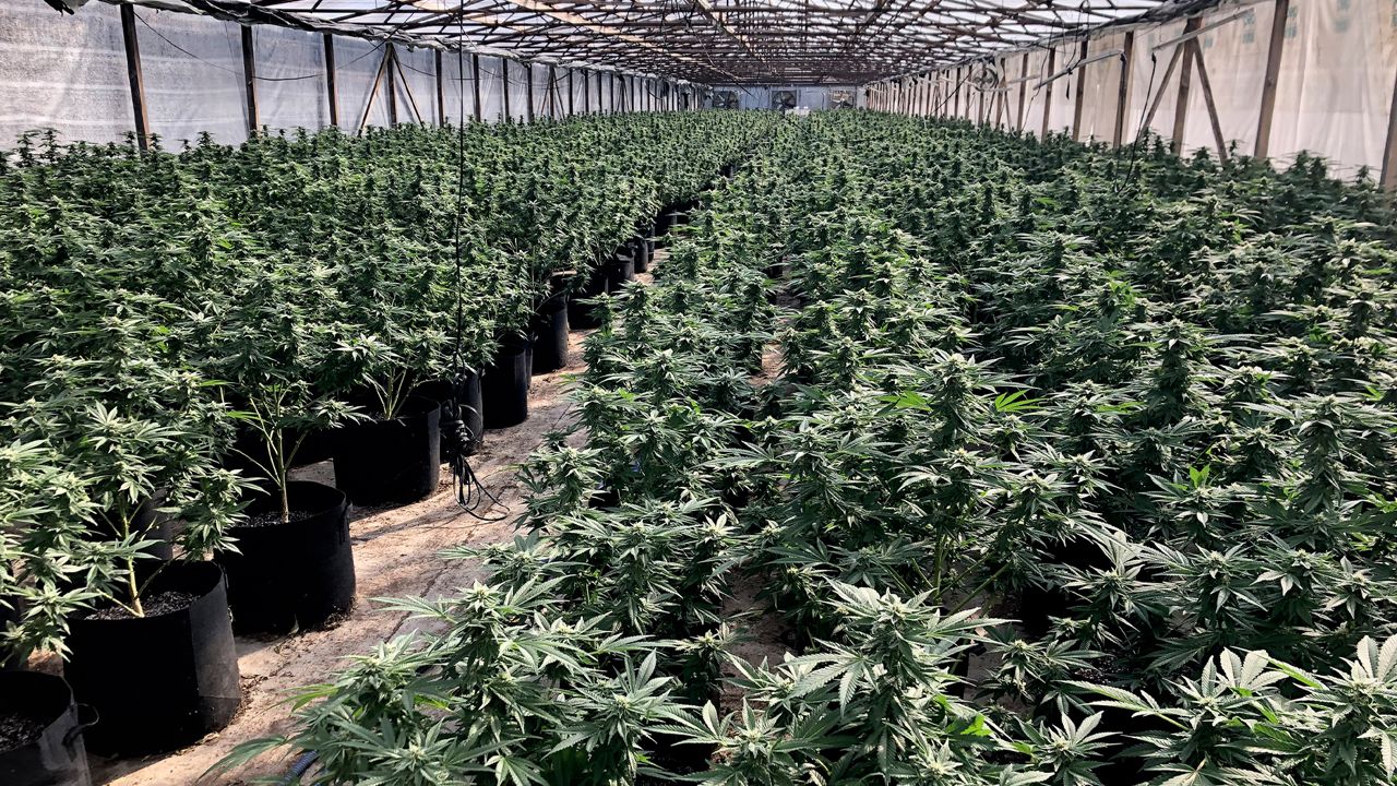 This photo provided by the San Diego County Sheriff's Department shows an illegal marijuana grow in an unincorporated area of Valley Center northeast of San Diego County on Friday, June 25, 2021. (San Diego County Sheriff's Department via AP)