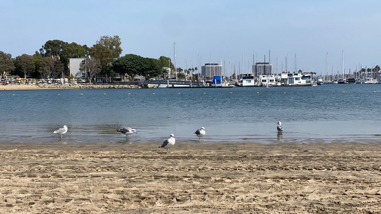 Gulls bask in the shore of Mother's Beach in Marina Del Rey. (Spectrum News/David Mendez)