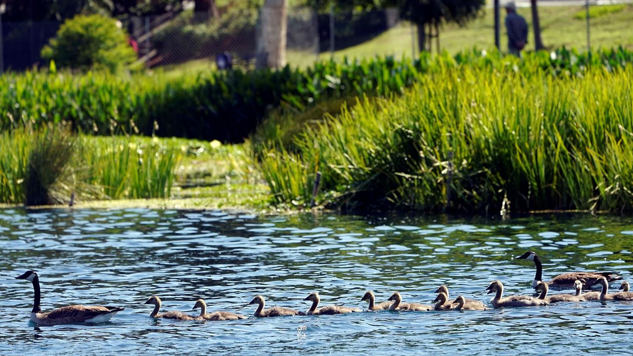 Goslings are guided on a lake at the re-opened Echo Park Lake Wednesday, May 26, 2021, in Los Angeles. (AP Photo/Marcio Jose Sanchez)