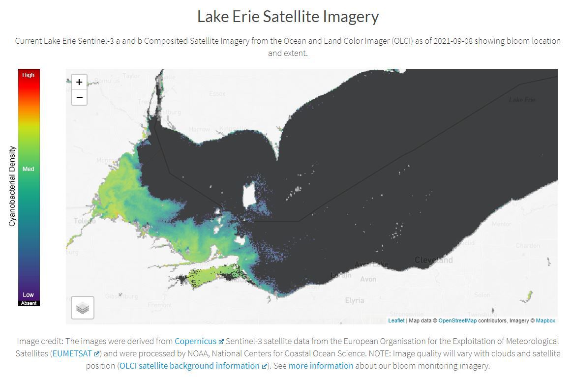 Harmful algal blooms are impacting Lake Erie