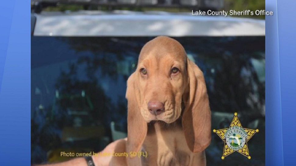 This is Scout. The Lake County Sheriff's Office renamed its newest bloodhound after its original name was linked to a leading general in Nazi Germany. (Lake County Sheriff's Office)