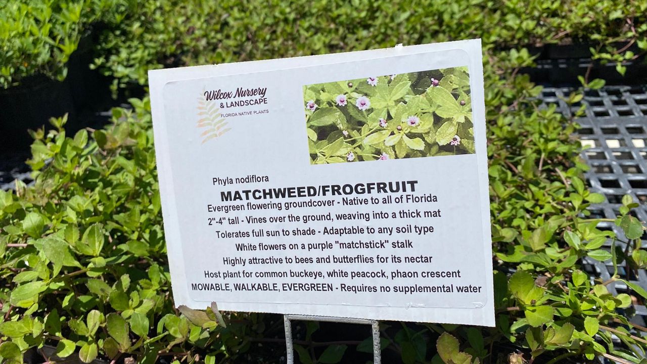 Tampa Bay Offers Resources For Florida Friendly Landscapes