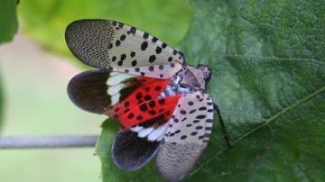New warnings issued for the spotted lanternfly as it spreads across New York state
