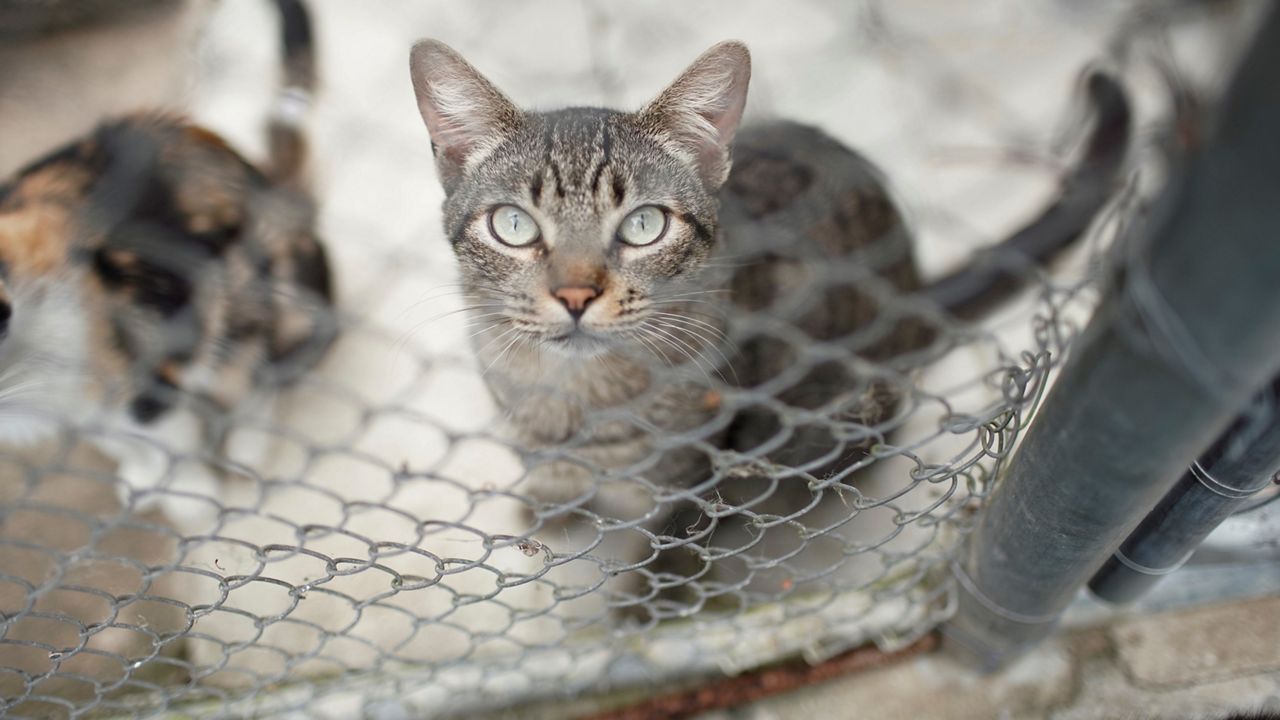 cat in an animal shelter