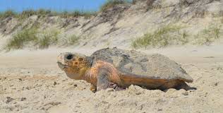 Sea turtles will return to the region they were born in during nesting season, even if decades have passed. (National Park Service)