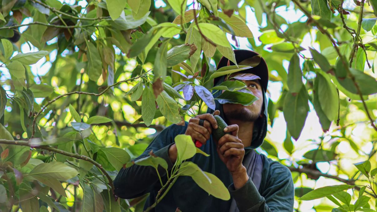 A worker picks avocados at ACA Groves. (Los Angeles Times/Robert Gauthier)