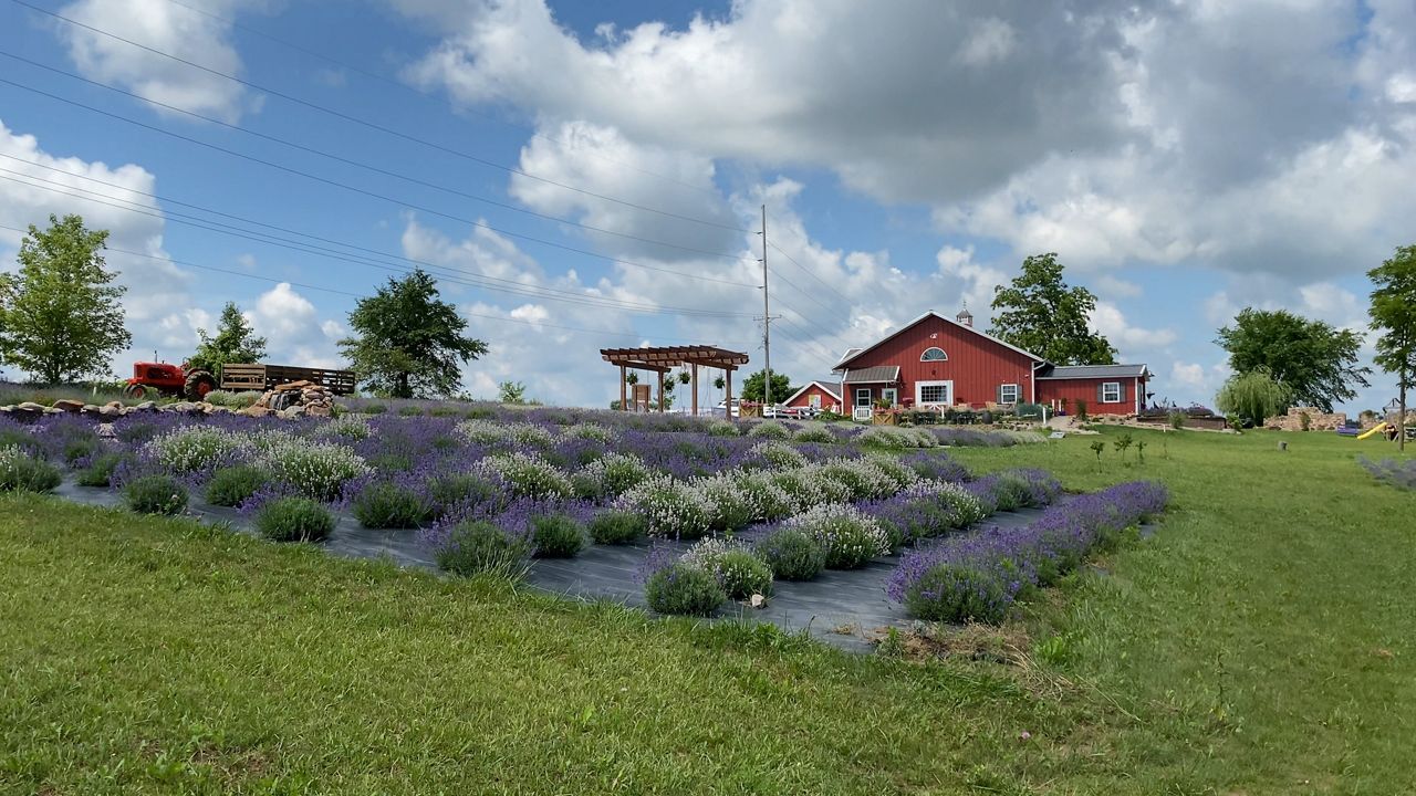 New Life Lavender in Bloom Wisconsin