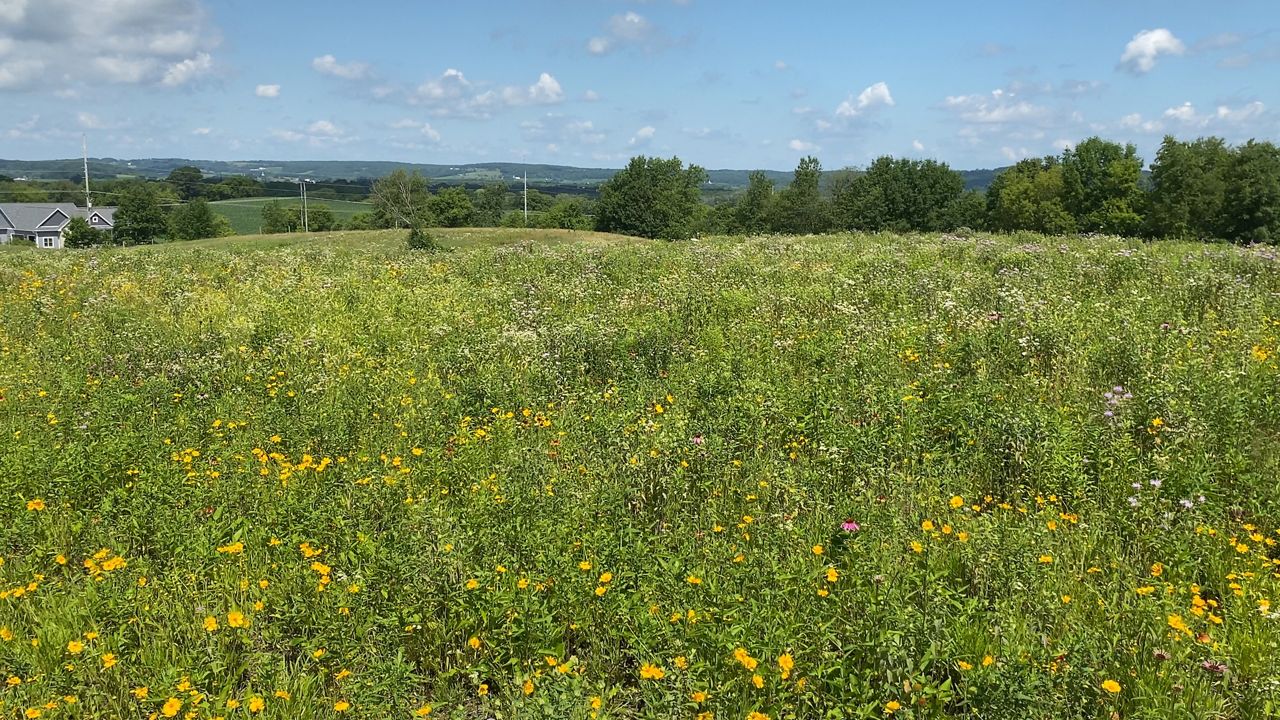 New Life Lavender in Bloom Wisconsin