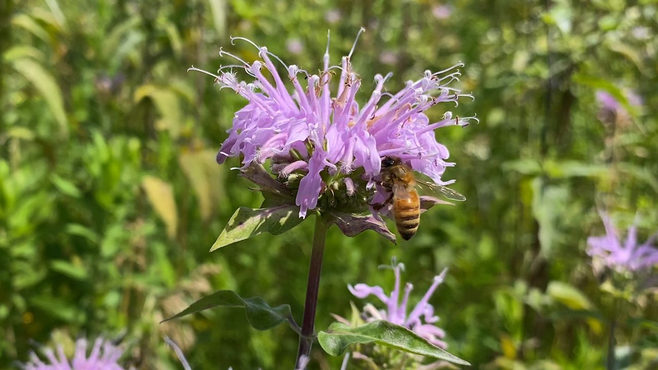New Life Lavender in Bloom Wisconsin