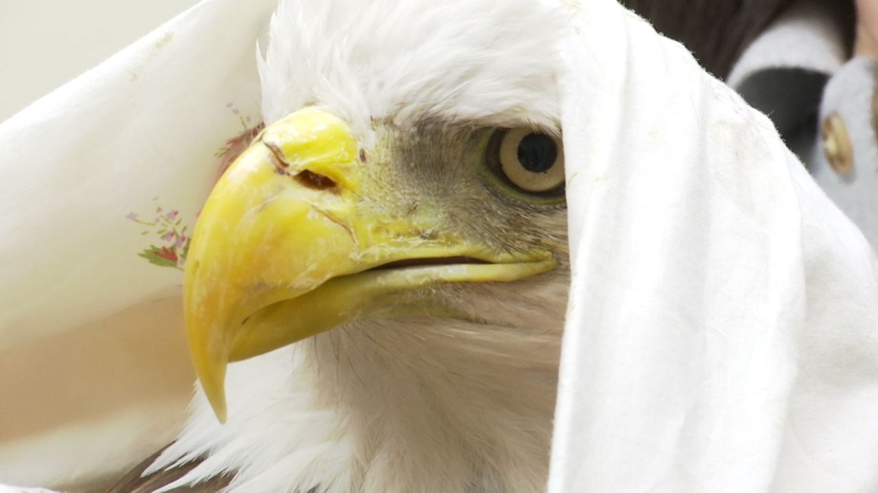 Lead poisoning threatens eagles in Upper Midwest