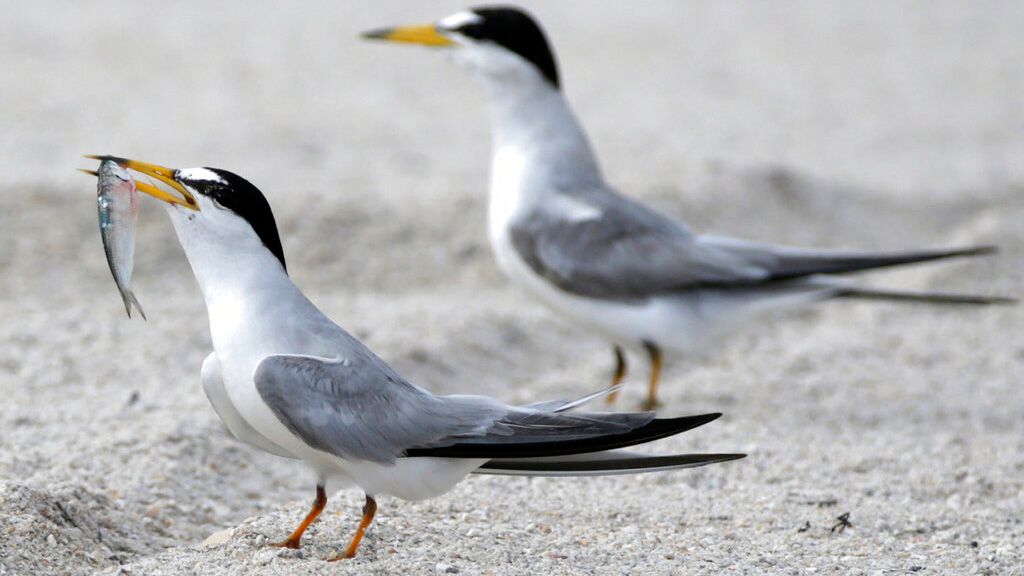 A least tern prepares to eat a fish on the beach, Tuesday, June 21, 2016, in Bal Harbour, Fla. The National Weather Service warns of possible rip currents in the area. (AP Photo/Wilfredo Lee)