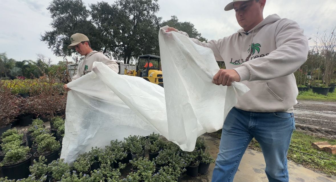 Protecting Central Florida plants in cold weather