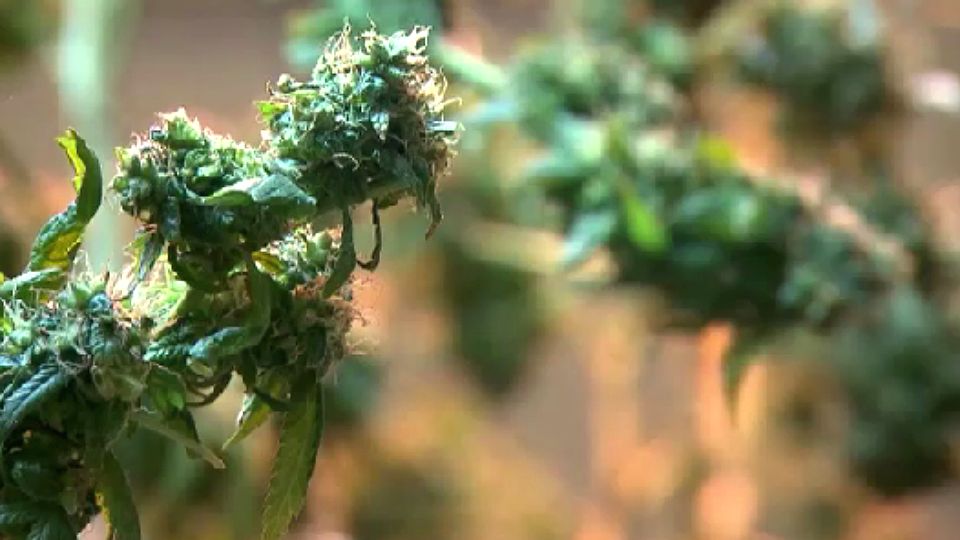 Fake Weed Left 2 Durham County Residents With 'Severe Bleeding