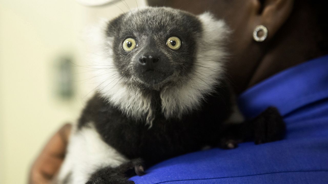 A worker from Miami's private zoo, Jungle Island, holds a two-month-old black and white ruffed lemur, Thursday, June 6, 2013. A black and white ruffled lemur's hand was injured by frostbite in March at Zootastic Park of Lake Norman, N.C., according to the U.S. Department of Agriculture. (AP file photo/J Pat Carter)