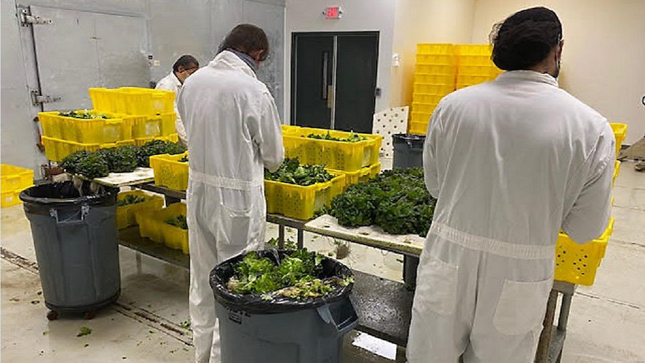 Employees working at Your Local Greens