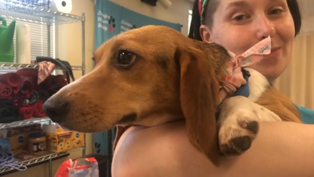 Staffers at a Louisville no-kill shelter are urging pet lovers to adopt or foster a pet due to overcrowding. (Spectrum News 1/Crystal Sicard)