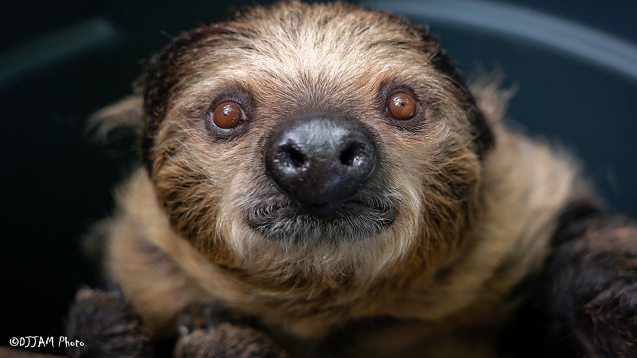 A pair of sloths are among the latest furry residents to arrive at