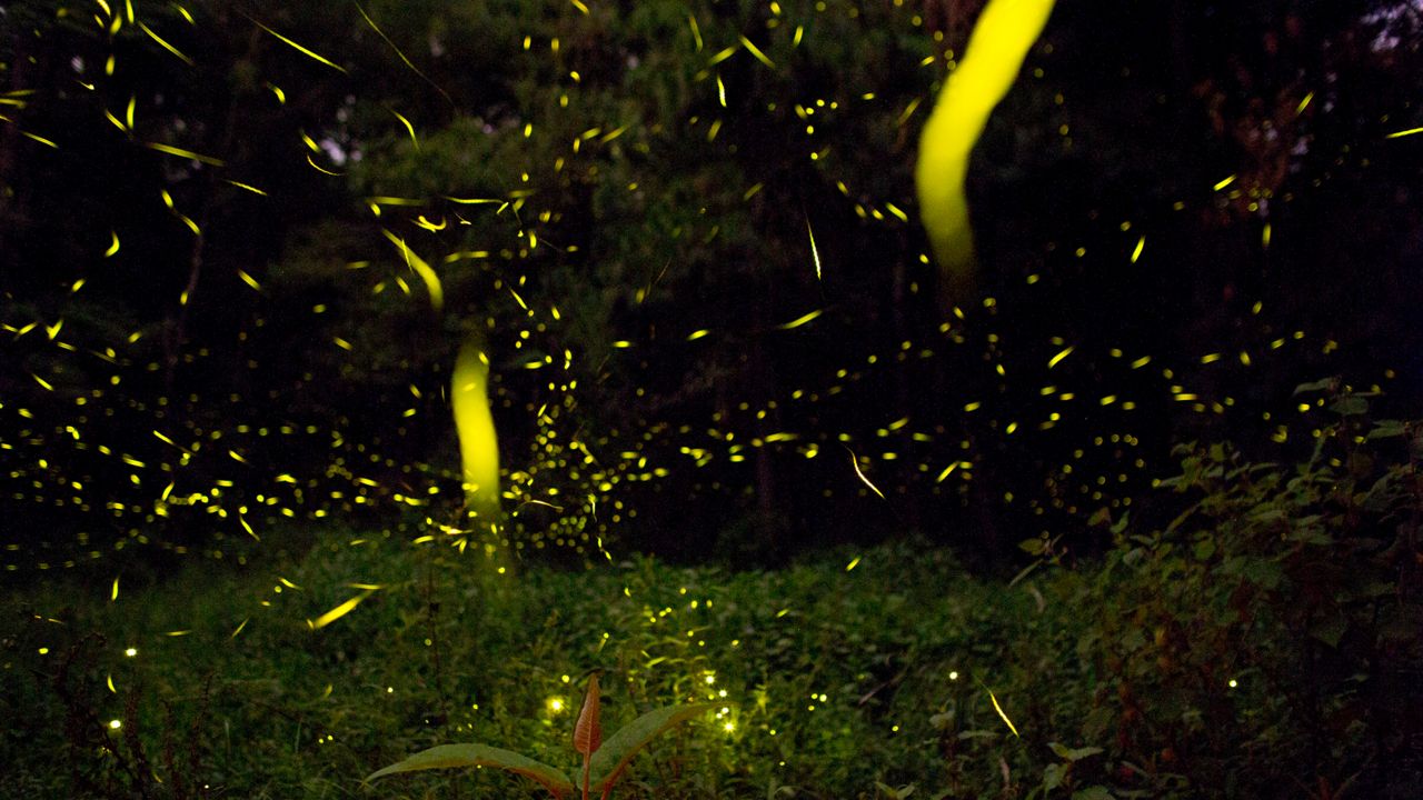 Lightning bugs and fireflies produce a magical appearance.