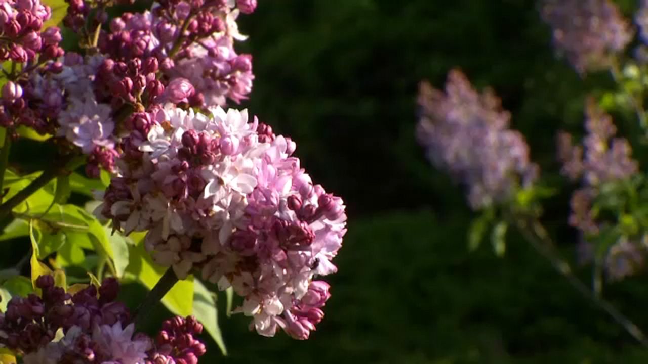 lilacs