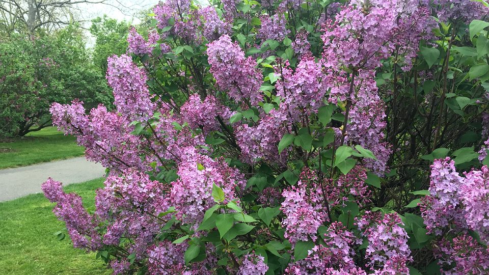 lilac festival