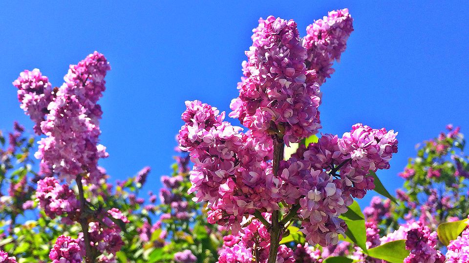 rochester lilac festival best free concerts 2018