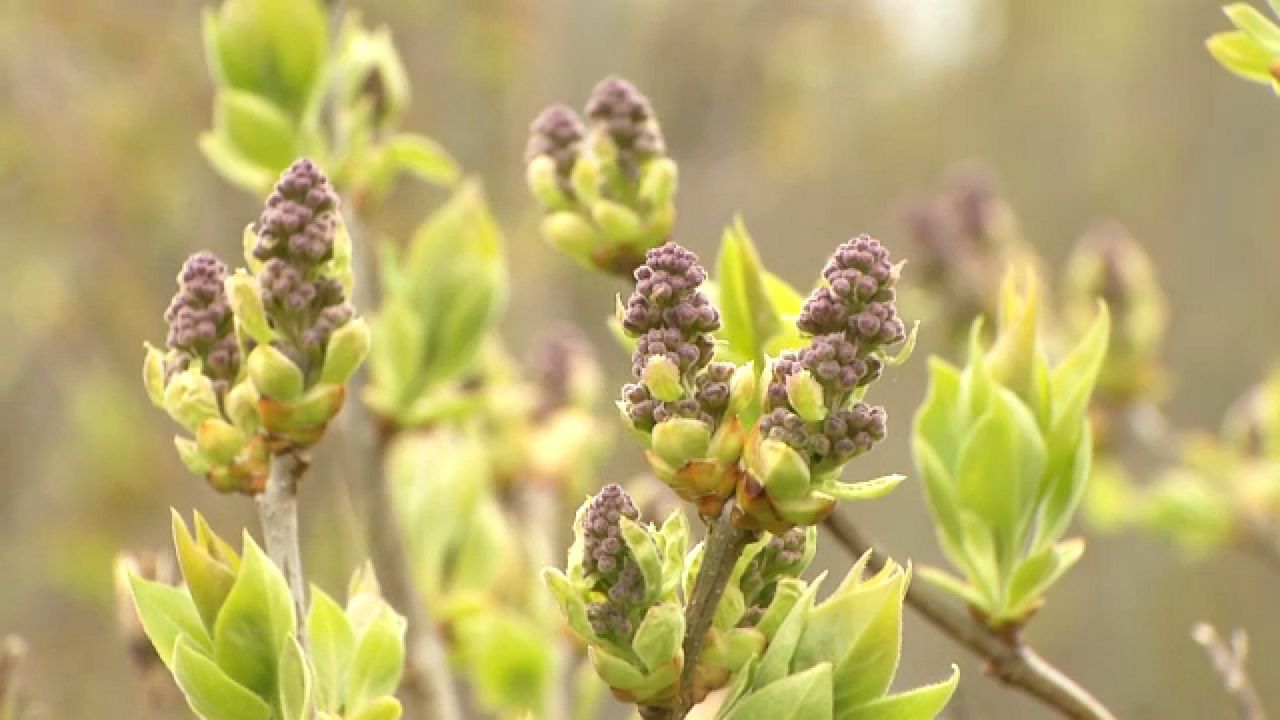 Lilacs