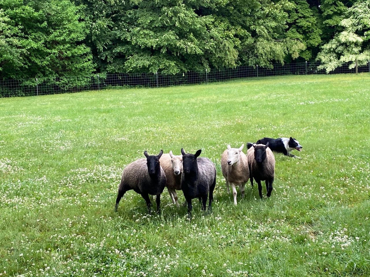 Owen herding sheep