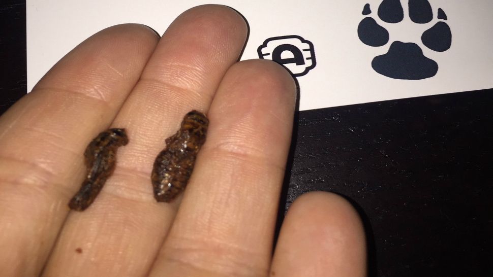 Edible crickets served at Alamo Drafthouse Slaughter Lane in Austin, Texas, in this image from July 18, 2019. (Adam Krueger/Spectrum News)