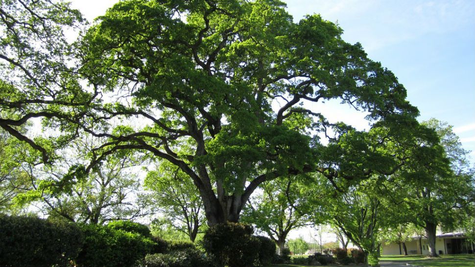 File photo of a live oak tree. 